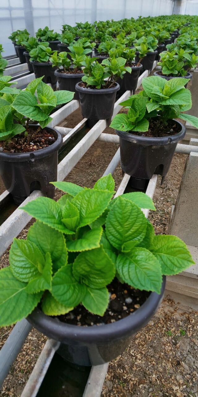 Hanablog Net 花ブログ ようこそ 花の仲間たち