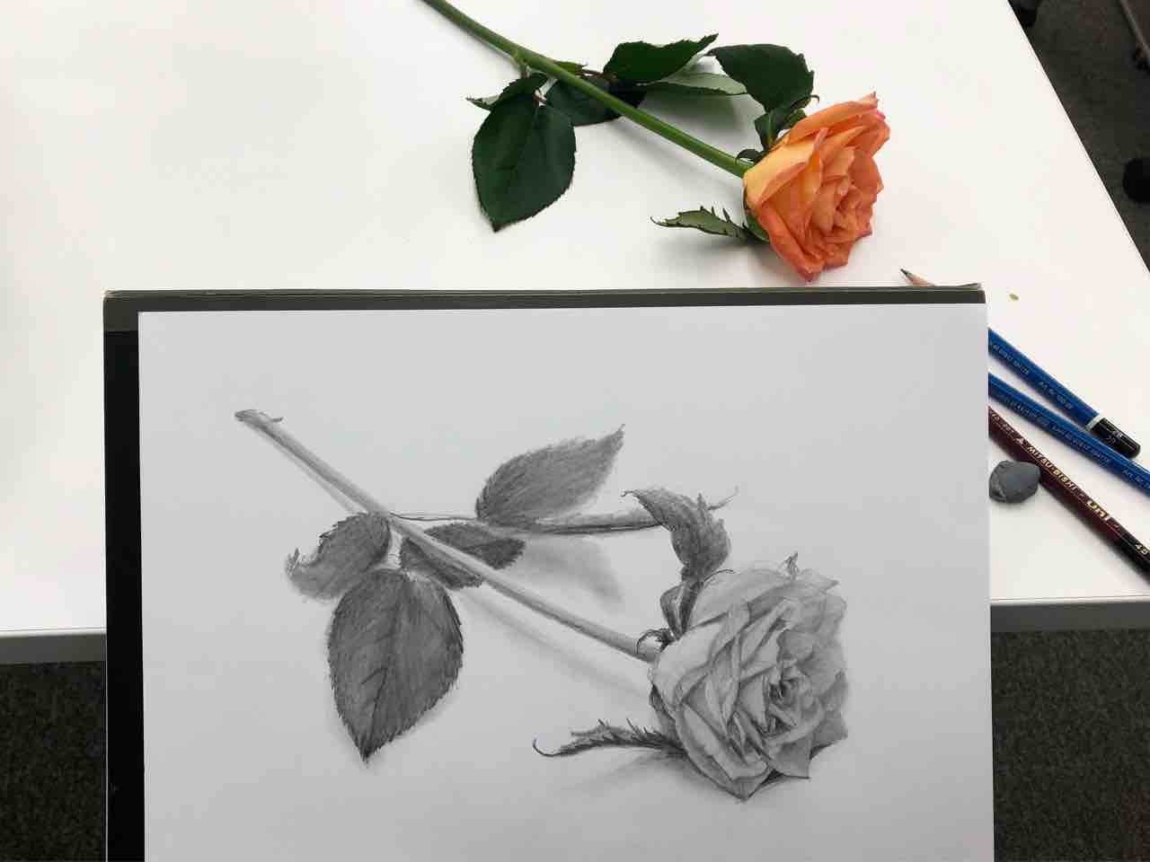 バラのデッサン 西滝直人 アトリエ日記