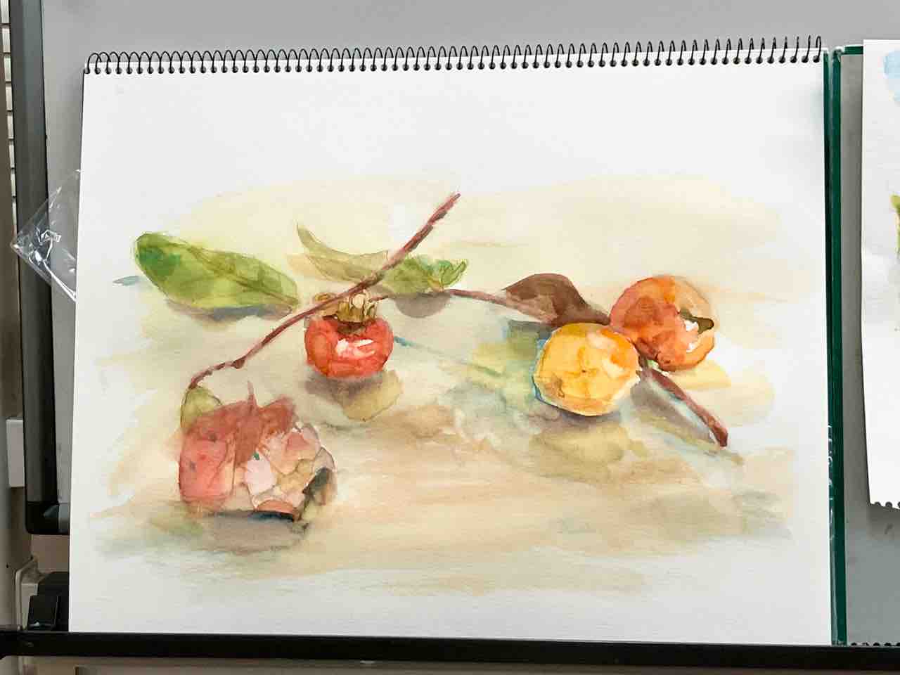 皆さんの柿の水彩画 : 西滝直人 アトリエ日記