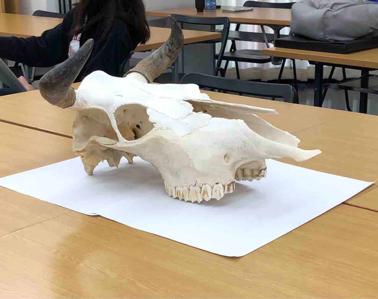 洋画コース】「牛頭骨に愛を」～1年次スクーリング科目紹介