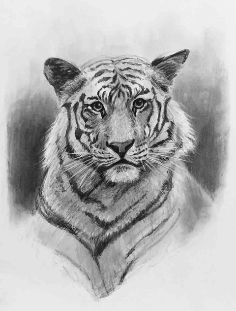 虎の鉛筆画 虎 鉛筆色鉛筆画 A2サイズ Tiger Pencil drawing A2 size ※Only