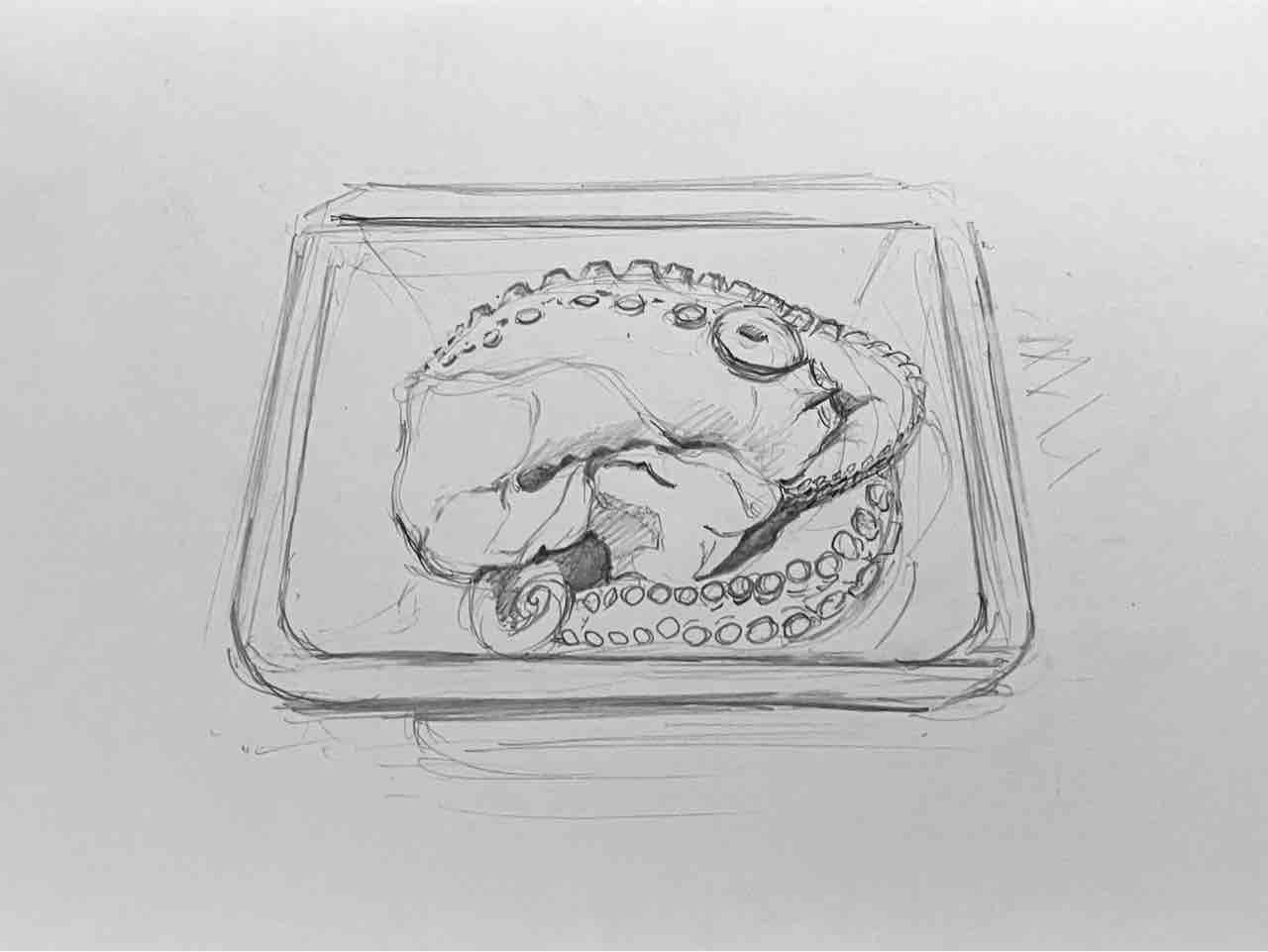 タコのデッサン : 西滝直人 アトリエ日記