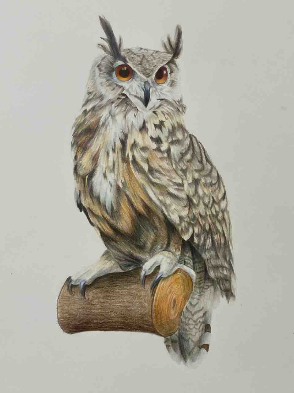 動物のリアル色鉛筆画！ : 西滝直人 アトリエ日記