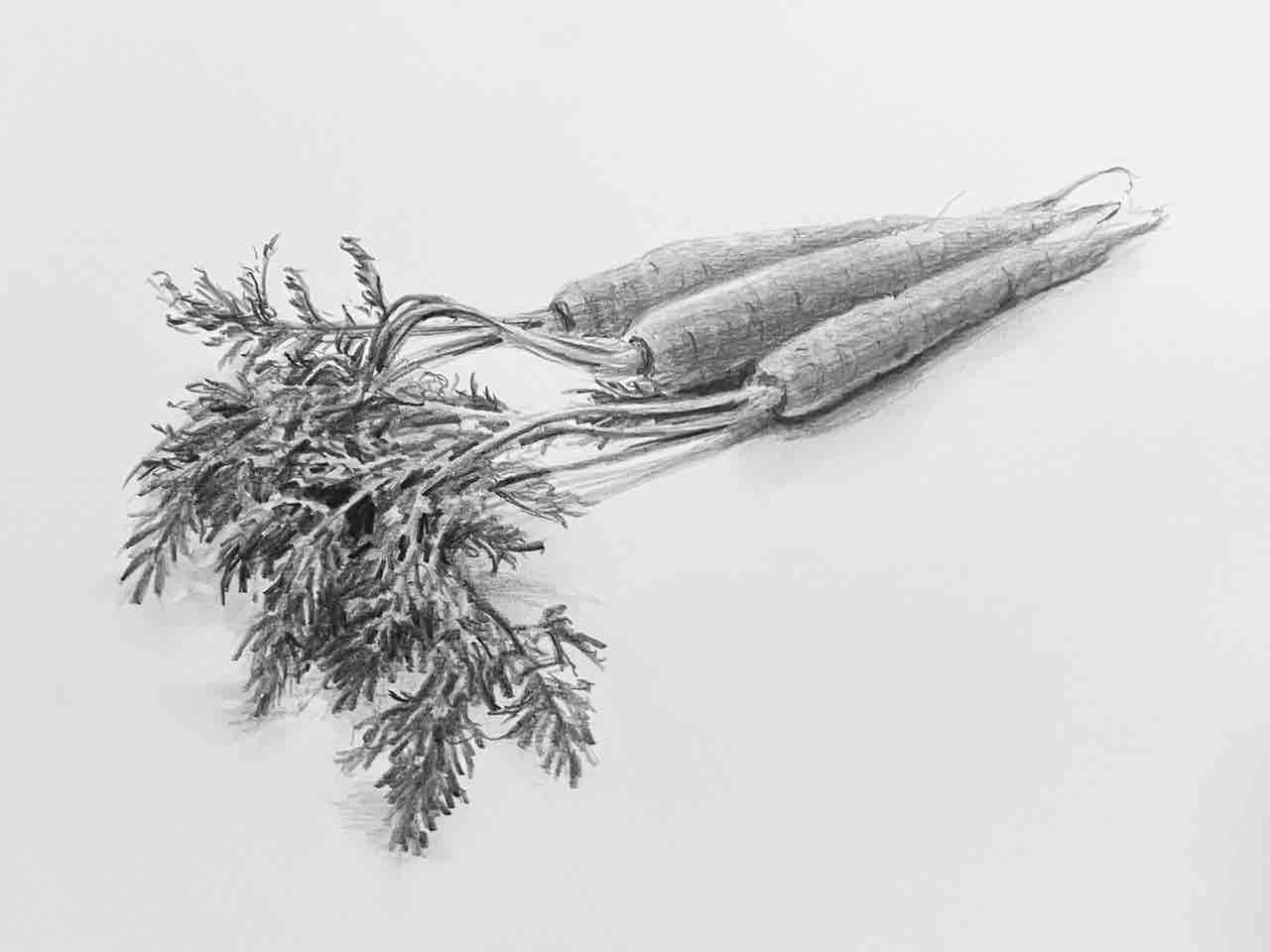 にんじんの鉛筆デッサン : 西滝直人 アトリエ日記