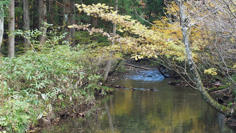 紅葉と渓流2023年和賀川水系_2