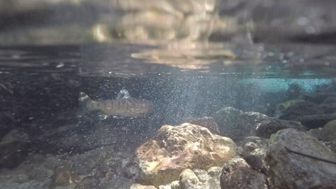 8分38秒山女魚ヒレ