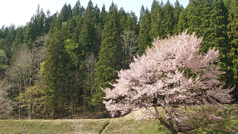 20180505桜