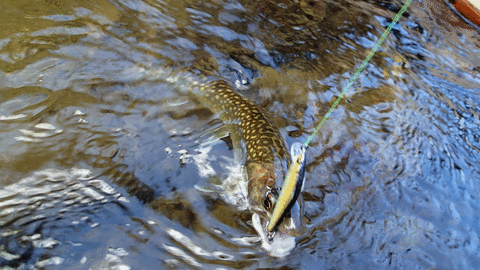 魚がいる場所