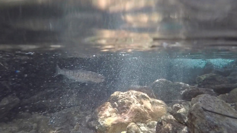 8分37秒山女魚現る