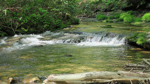 イワナ1ポイント_20230517