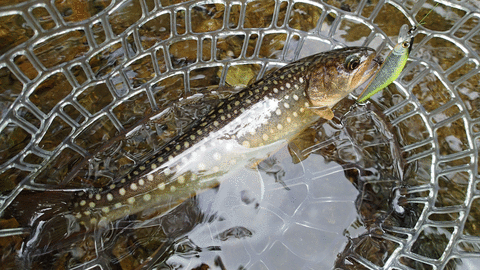 0609‗2尾目の岩魚