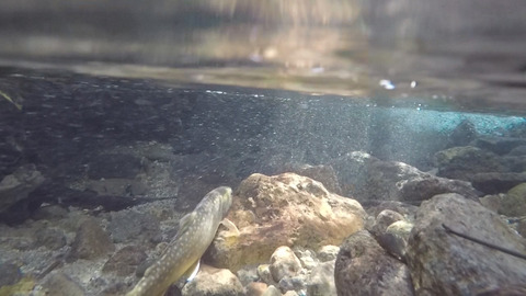 7分39秒輝く岩魚