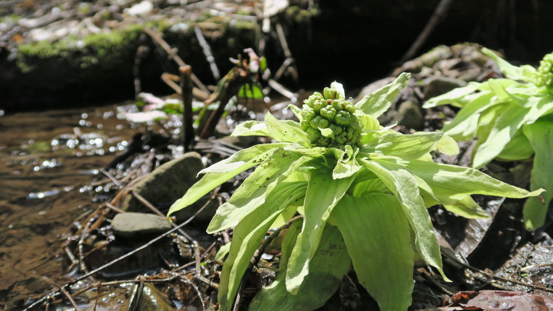 釣行動画 年3月の渓流ルアーフィッシング 休日は ほぼほぼ川にいます