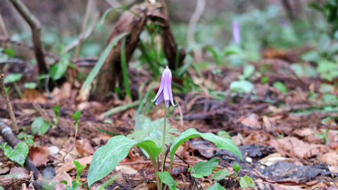 カタクリ_20240420