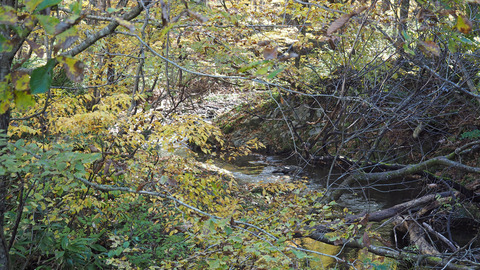 紅葉と渓流2023年和賀川水系_4