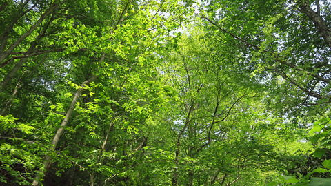 深まった新緑_20230517