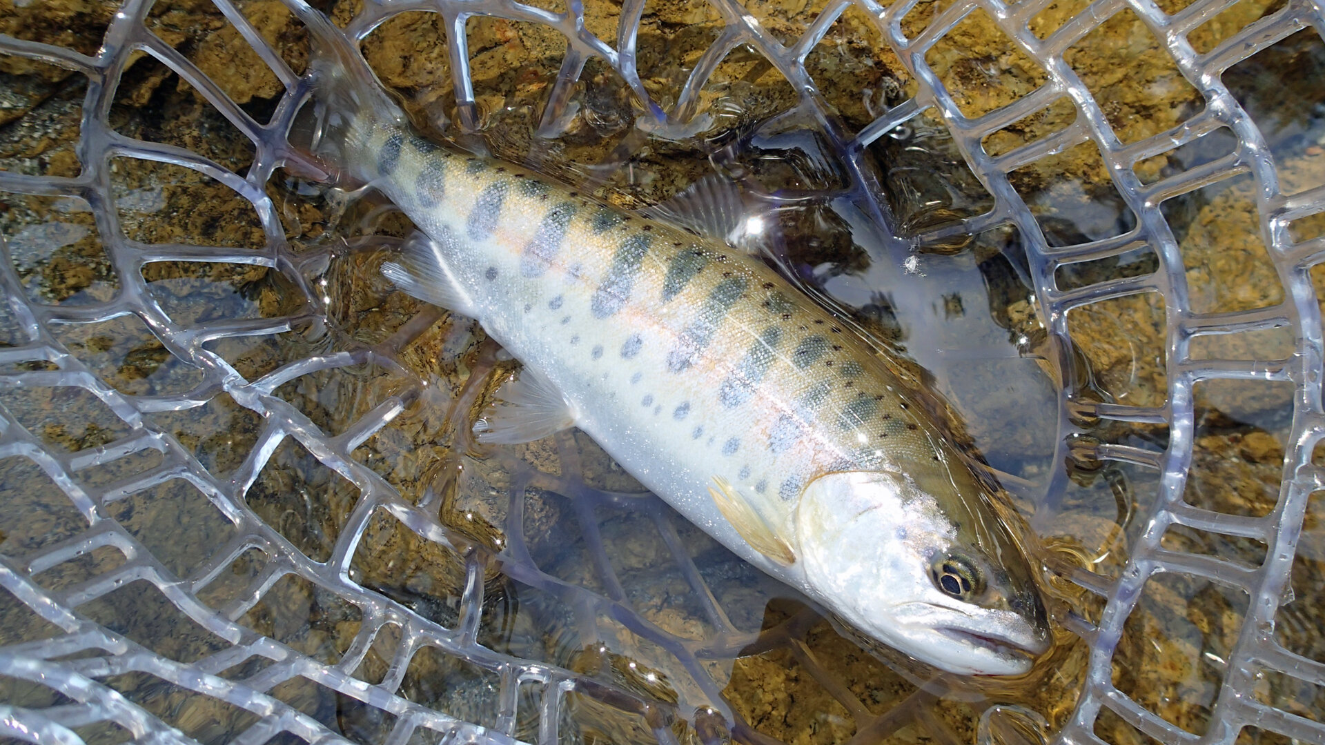 西和賀町で釣れた山女魚の写真集的な 休日は ほぼほぼ川にいます
