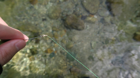 20200801ラインに絡みつく蜘蛛の巣