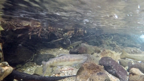 1分51秒山女魚とイワナ