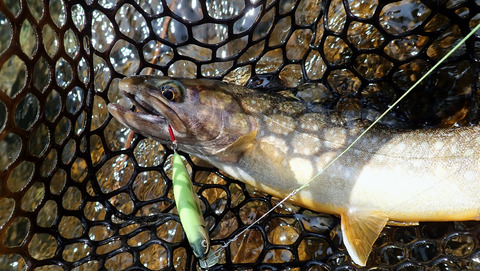 ミノーとイワナ_20250515