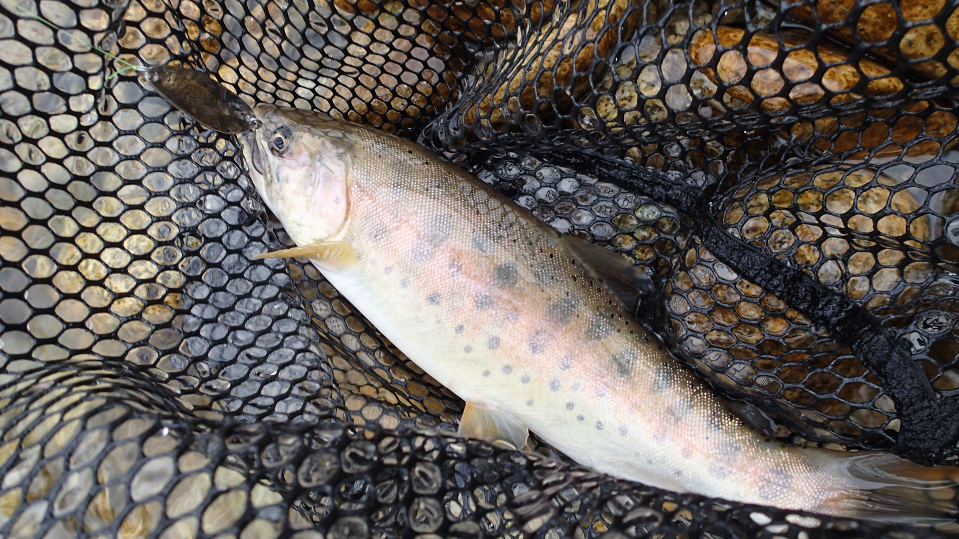 山女魚が釣れた場所 休日は ほぼほぼ川にいます