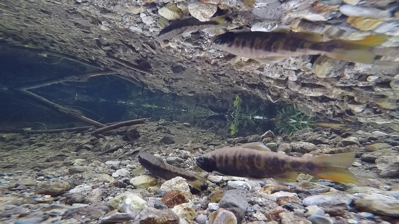 ぜいたく魚の 動画 すべての魚の画像 ぜいたく魚の 動画 すべての魚の画像