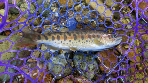 秋ヤマメ_20210911