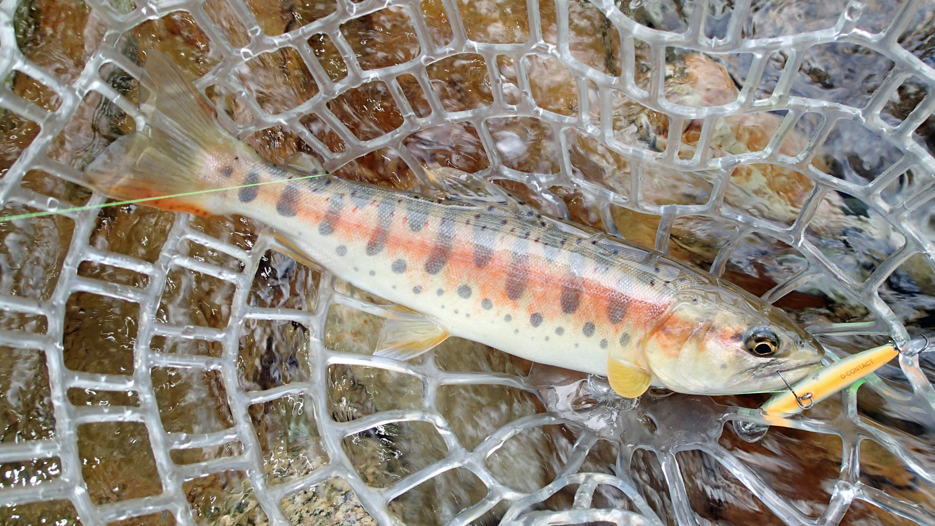 スミス Dコンタクト コンパクト の凄さを語ろう 渓流ルアー入門者はこれだけ買えば間違いない Tsuri Hack 釣りハック