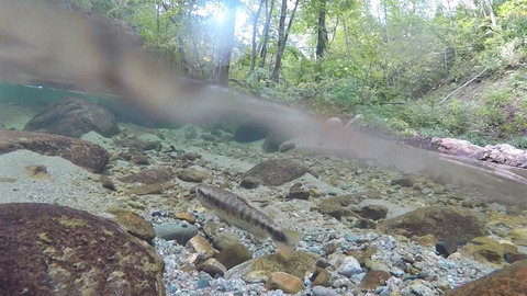 渓流水面ぎりぎり