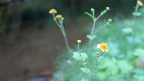 渓流の植物_20210723