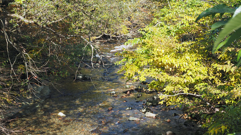 紅葉と渓流2023年和賀川水系_9