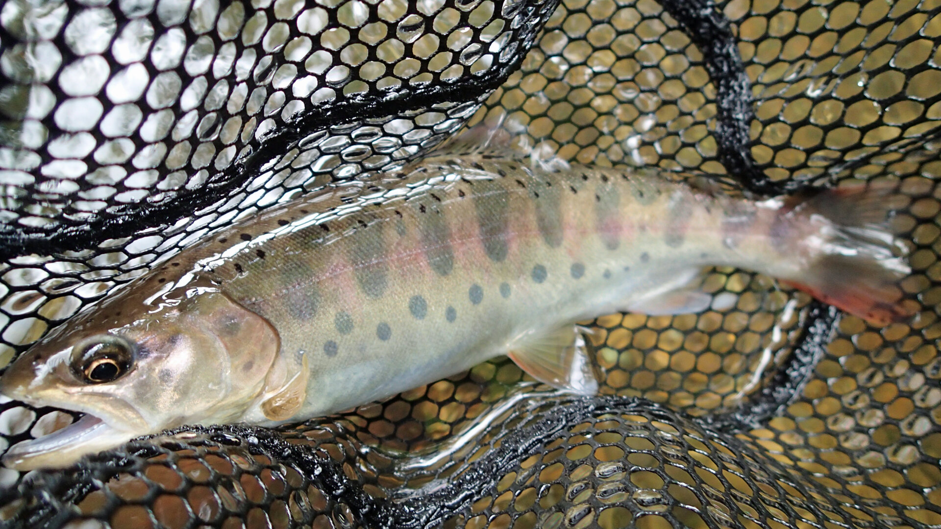 西和賀町で釣れた山女魚の写真集的な 休日は ほぼほぼ川にいます