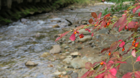 紅葉と渓流_20210926