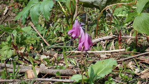 カタクリ_20250515