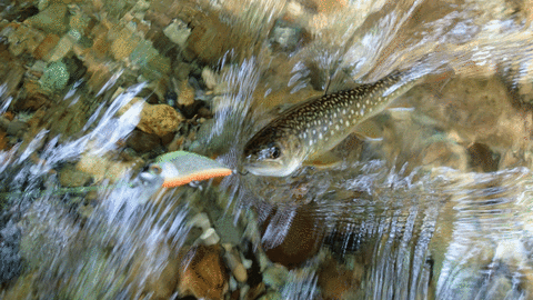 180623_3尾目の岩魚