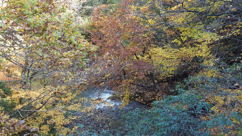 紅葉と渓流2023年和賀川水系_10