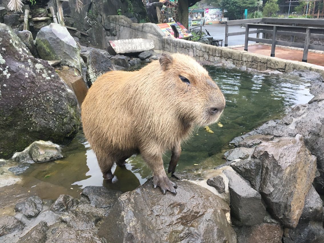 シャボテン公園 調布の税理士西山のブログ シャボテン公園 調布の税理士西山のブログ