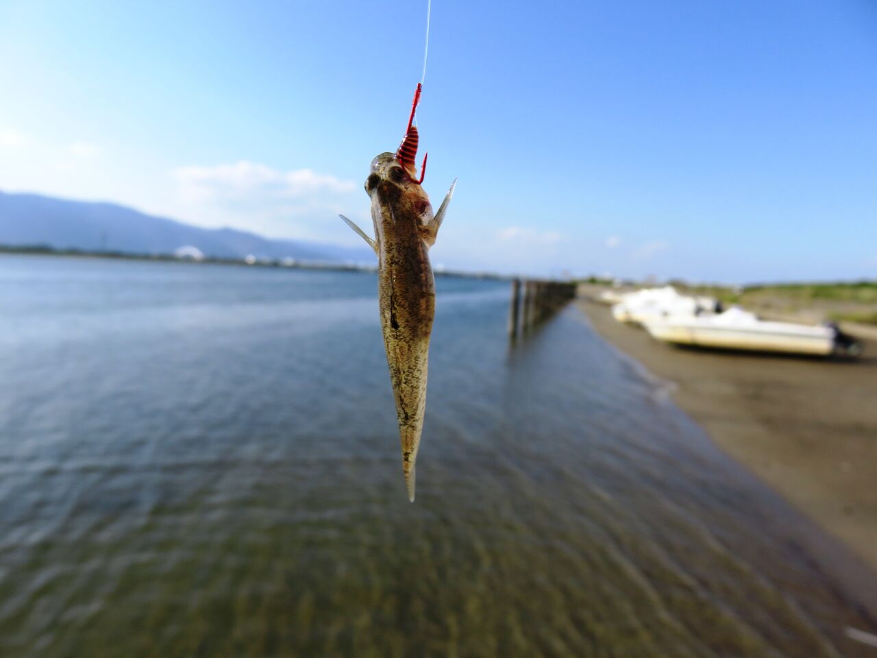 釣り なにしてりゃーすのblog