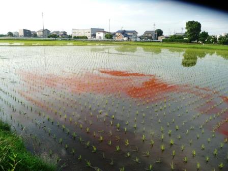 淡水赤潮 って言うんだって なにしてりゃーすのblog