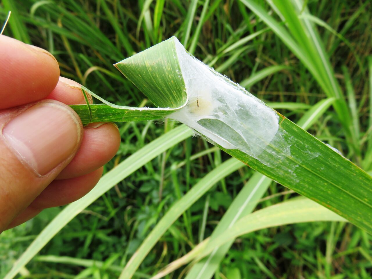養老扇状地の水を集める津谷川 なにしてりゃーすのblog