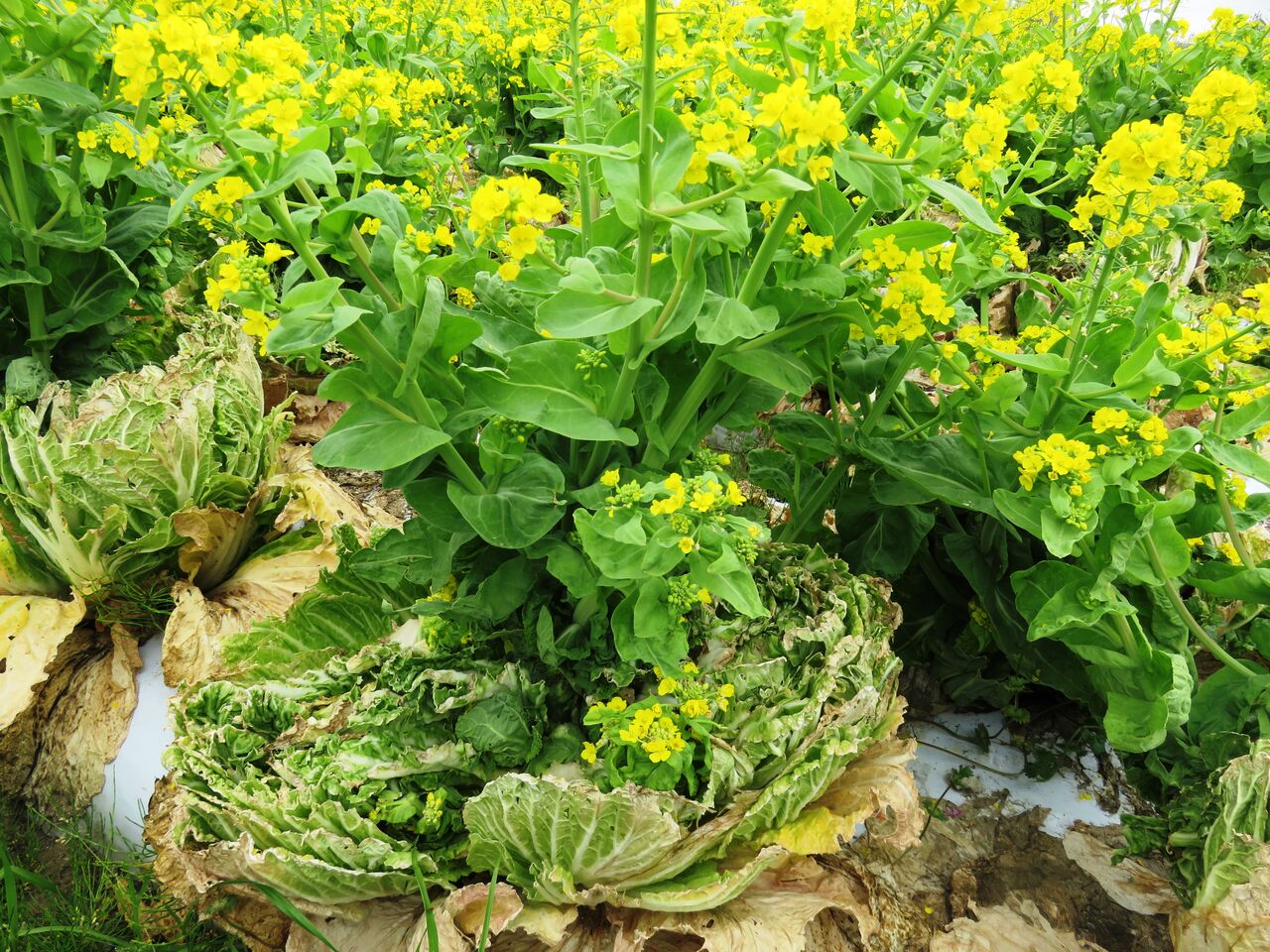 売れない白菜の処分 なにしてりゃーすのblog