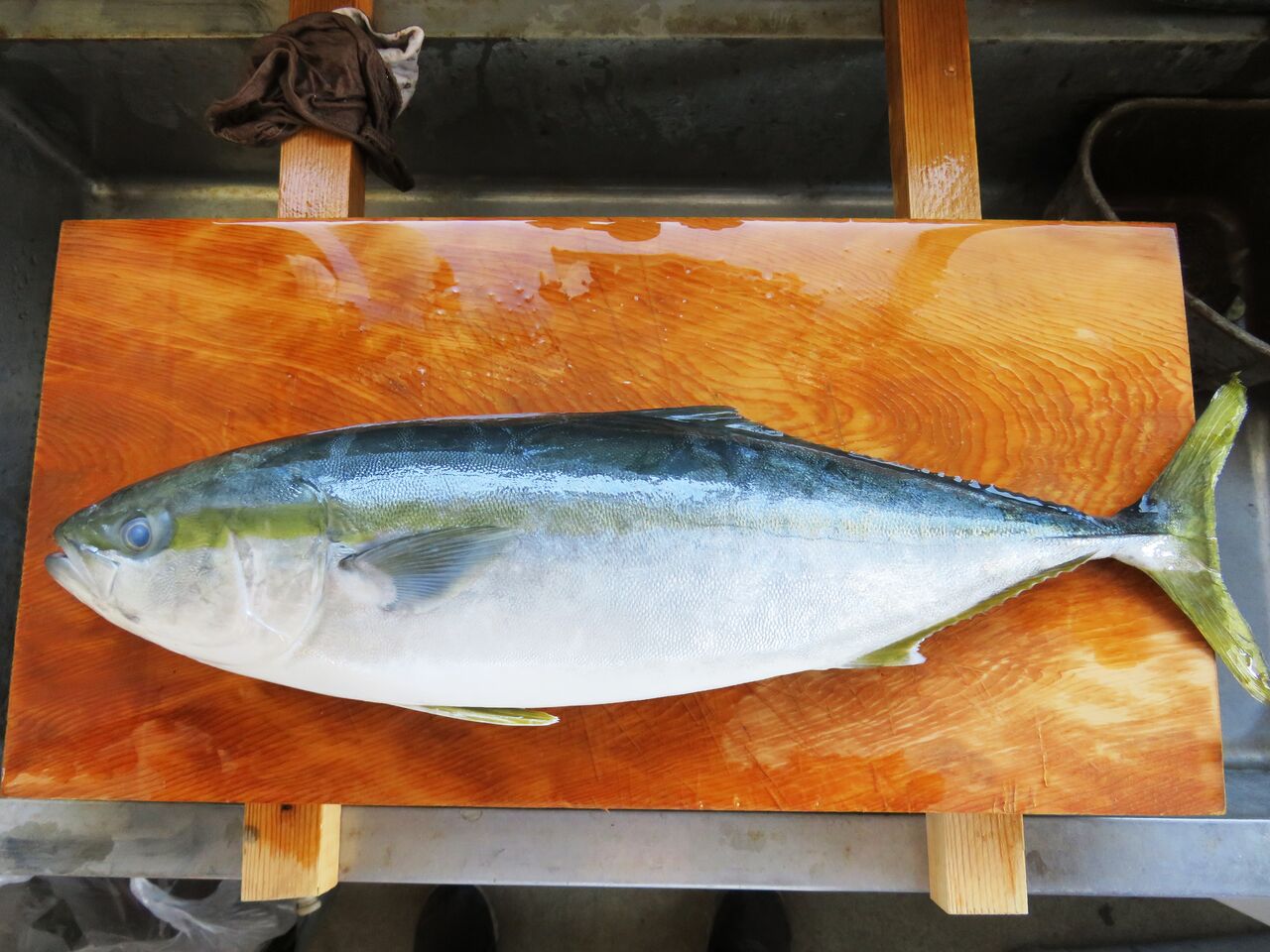 うわぁーデッカ この魚どうしよう なにしてりゃーすのblog うわぁーデッカ この魚どうしよう なにしてりゃーすのblog
