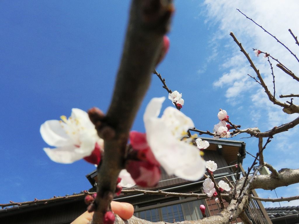 19年03月 なにしてりゃーすのblog