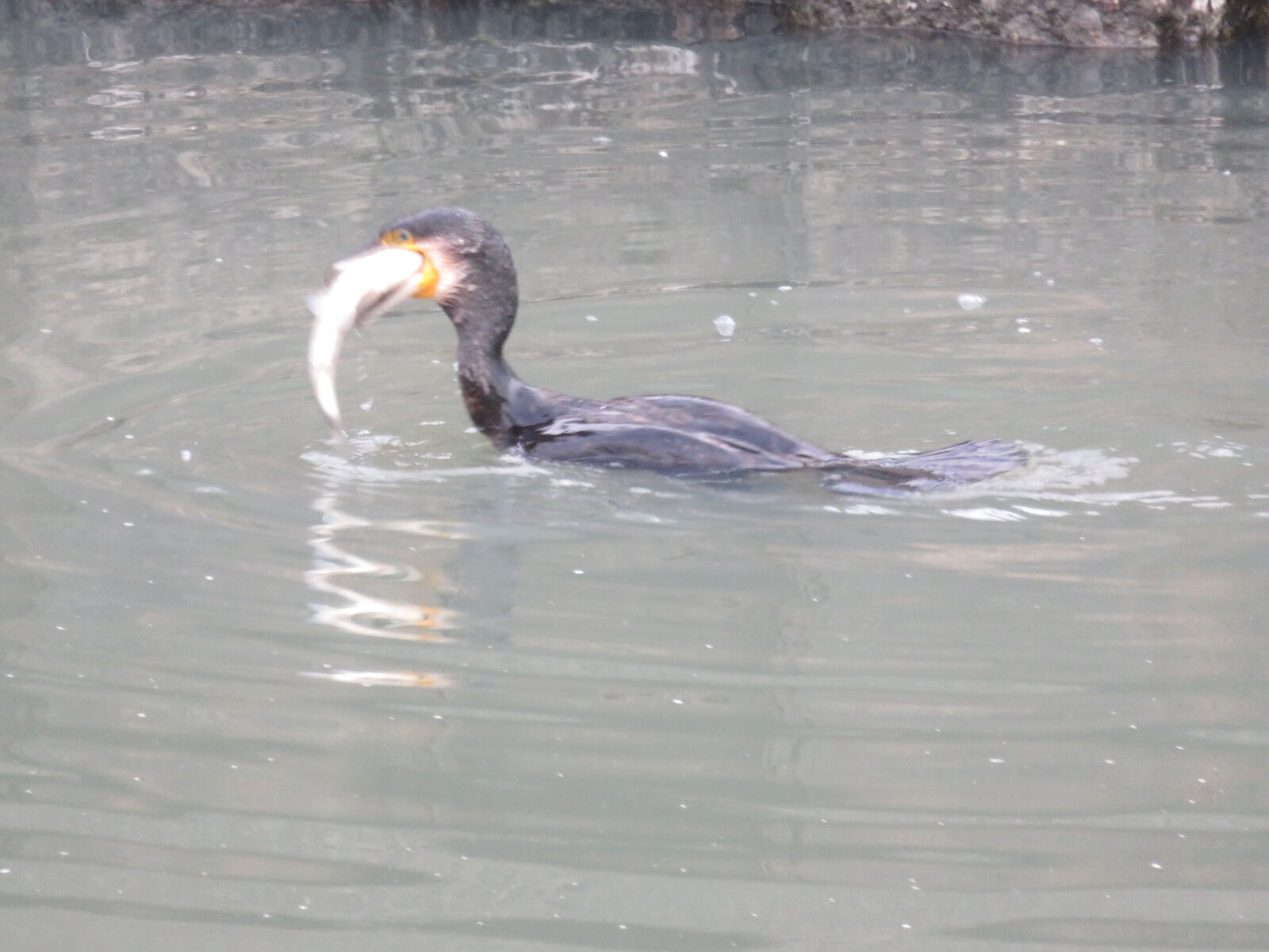 川鵜 大きな魚ゴクリ : なにしてりゃーすのblog