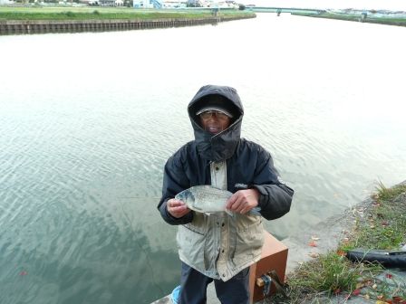 善太川でヘラブナ釣り なにしてりゃーすのblog