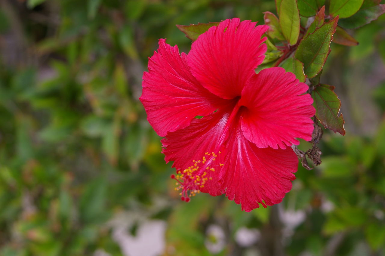 沖縄の花と花言葉 沖縄を満喫したい人へ 定番から穴場スポットまでをピックアップ