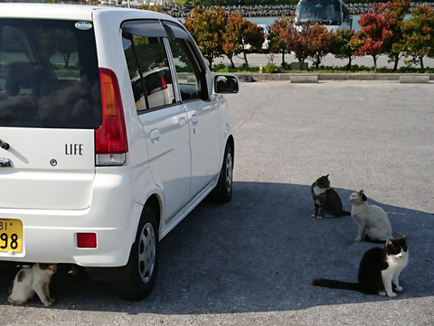 奥武10