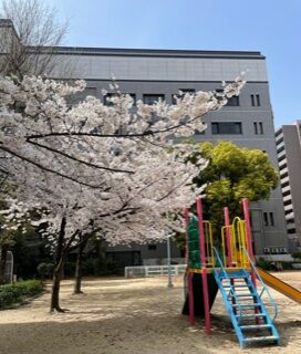 桜