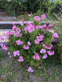 IMG_2862[1]