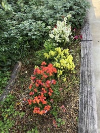 IMG_2863[1]